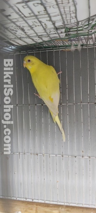 Budgie